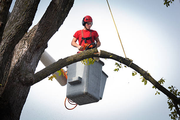 Tree Root Removal in Mount Gilead, OH